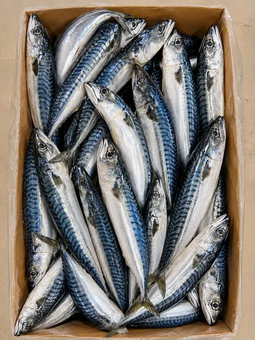 Whole mackerel, grade 250/400 g, frozen.