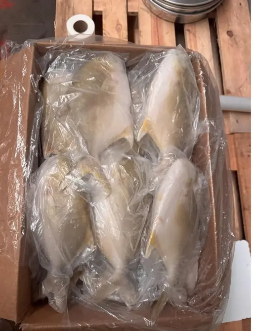 Whole golden pomfret, grade 500/600 g, frozen.