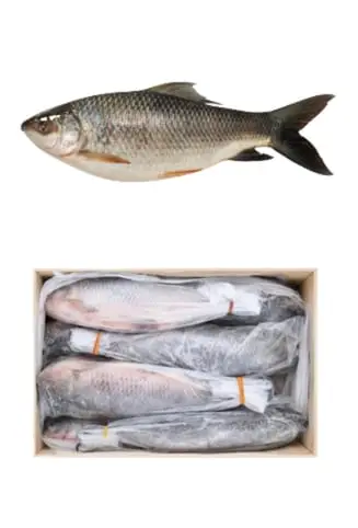 Whole rohu fish, individually quick-frozen (IQF) and bagged.
