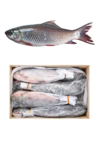 Whole mirgal (mrigal carp), frozen and bagged.