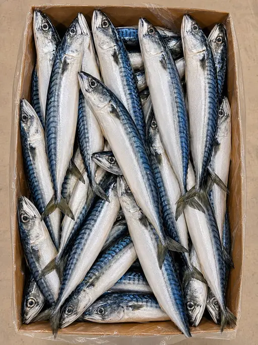 Whole Scottish mackerel, grade 300/500 g, frozen.